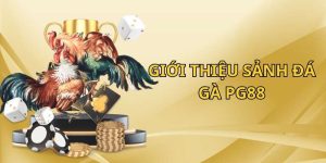Giới thiệu về những điểm nổi bật của đá gà PG88